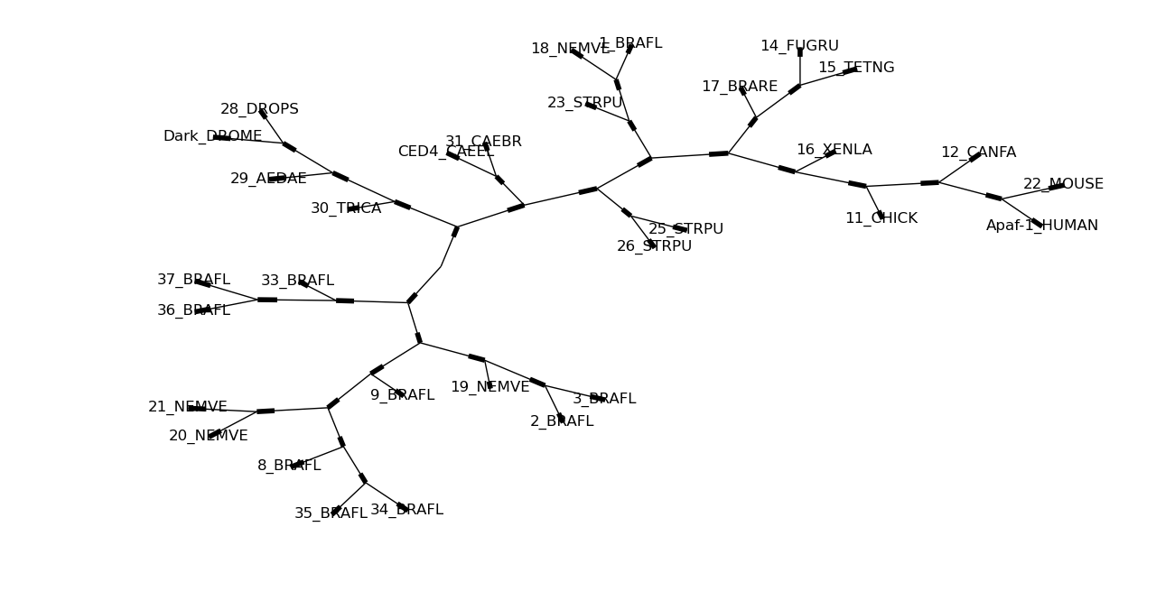 fig:Phylogram with plain text nodes Phylogram with plain text nodes